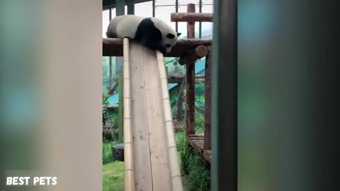 Aww Funny And Cute Panda Compilation Best Pets Video 2020 NILU SPA 24 Abonnenten