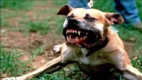 Pitbull attack dogs compilation