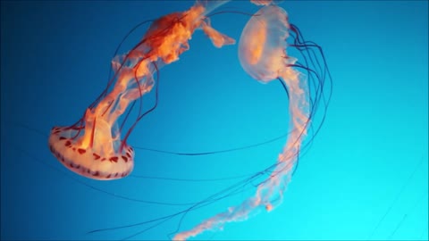 Jellyfish Aquarium fish ~ Relaxing Music for Sleep, Study, Meditation