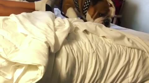 Bulldog tries to jump from one bed to the other, fails miserably