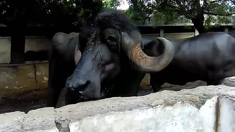 Saharanpur ka Giant buffalo
