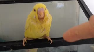 Sunny the baby parakeet knows how to wave