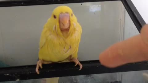 Sunny the baby parakeet knows how to wave
