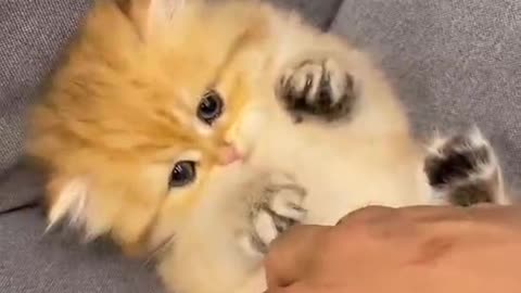 kitten playing