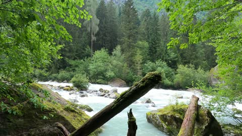 A River in a Forest