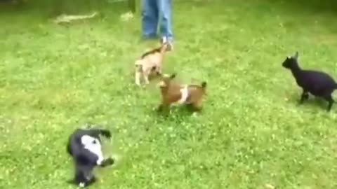 Funny crazy goat jumps and pushes the other goats 😂😂😂😂