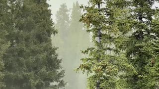 Crazy Pollen Storm In The Colorado Mountains