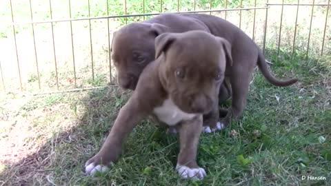 This is how my mama dog is with her puppies! Pit bull!