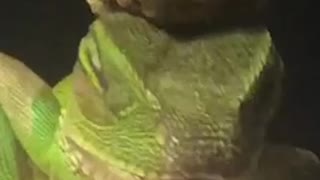 Chameleon has a bud of weed on its head