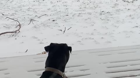 Adorable pajama-clad doggo romps through year’s first big snow while pittie sister hides on porch