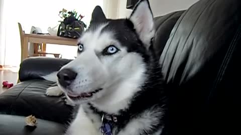 Siberian Husky singing Bach