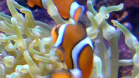 Clownfishes