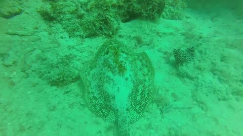 Diving in Bayahibe in the Dominican Republic in the Caribbean Sea