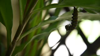 Time Lapse of Monarch caterpillar going into cocoon