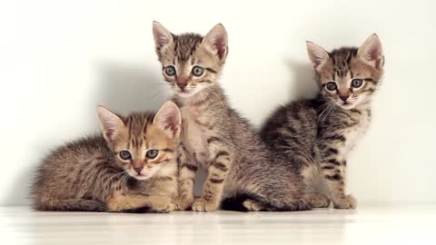 Three Kity Cats Are Looking For Friends Eatch other