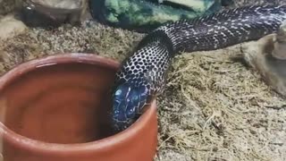 How Snakes Drink Thier Water
