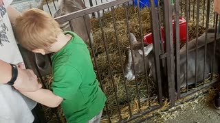 Goat love at the fair