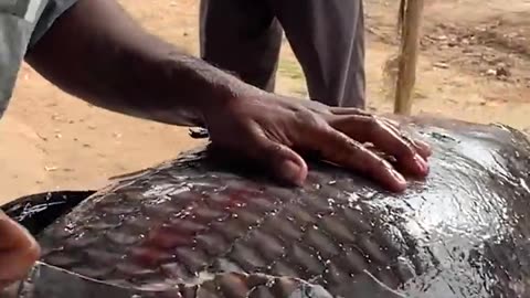 Amazing! World Biggest Catla Fish Cutting In Village 😱😱😱