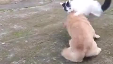 The dog dares to tease the kittens