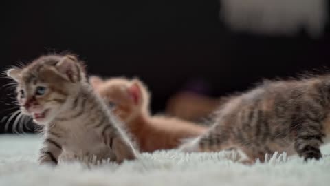 Cute kitten enjoy in houde