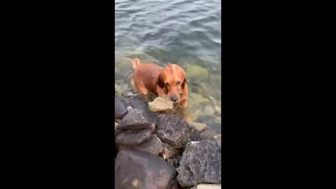 how this dog swime underwater and collect the peices of rocks