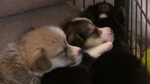 How To Sleeping Three Puppy ..