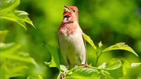 Rosefinch