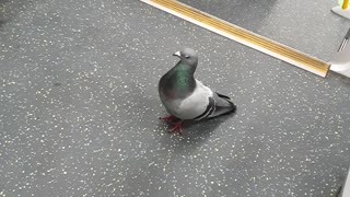 Pigeon Takes a Ride on Public Transport