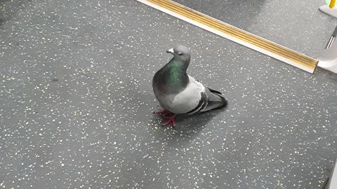 Pigeon Takes a Ride on Public Transport