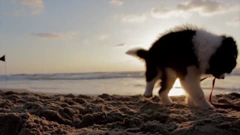 Dog playing on the beach with sundown view
