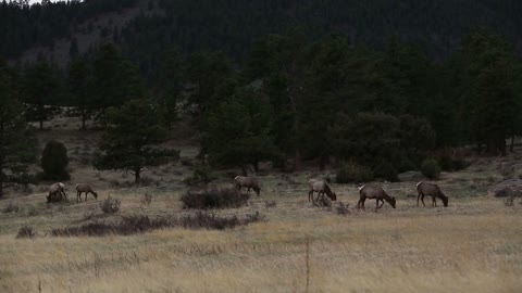 Rocky Mountains Elk grazing on scenic natural land