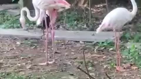 A flamingo that trims its feathers