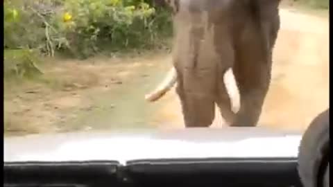 Sando Attack Safari Jeep Yala Srilanka #short #elephantattack #elephant #animals #nature #wildLif3