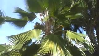 Fan palm tree is seen in the park, it is very beautiful and charming [Nature & Animals]