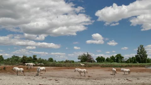 Herd of white horses in a ranch in Camargue, southern France.