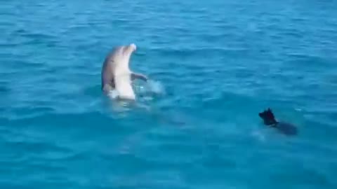 Dog and dolphin