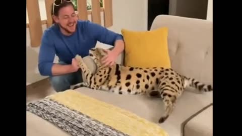 Chloe the Serval- hissing compilation