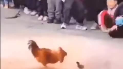 Funny Cock and Chicken fight caught on camera