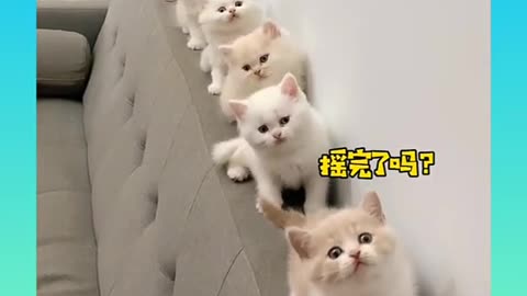 Cute and funny cat video