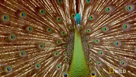 Peacock Courtship _ World_s Weirdest