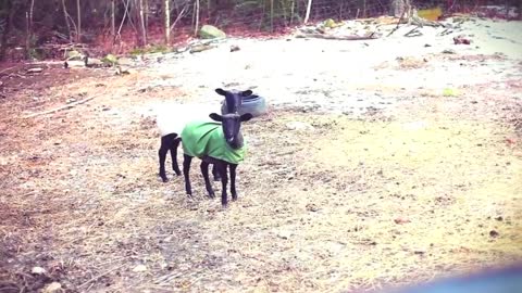 Hilarious goats screaming like humans