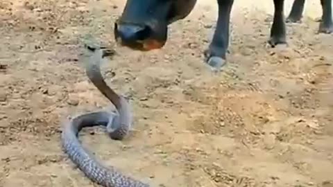 Snake and cow funny love video