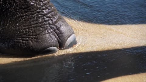 A close up of an African elephant leg in sea