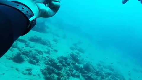 Diver Perform Wonderful Fishes Saves