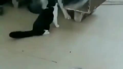 Don't mess with her booii 😂 cat slaps a dog funny😂