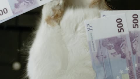 Big Cat With Big MONEY