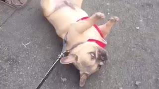 French Bulldog Refusing to Walk