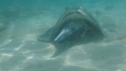 Snorkeler Comes Across Stingray Feasting On A Kingfish