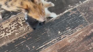 Pomeranian and Piglet Play Together