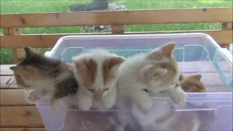 Kittens meowing (too much cuteness) - All talking at the same time!